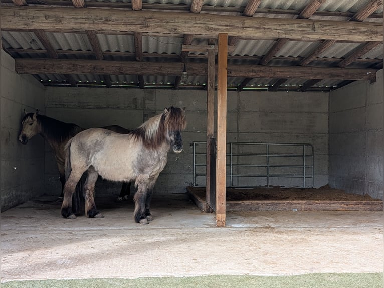 Open stable: Space available for 1-2 horses