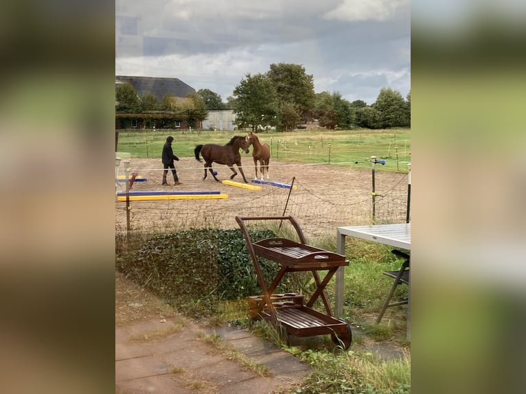 Open stable space available for a friendly gelding