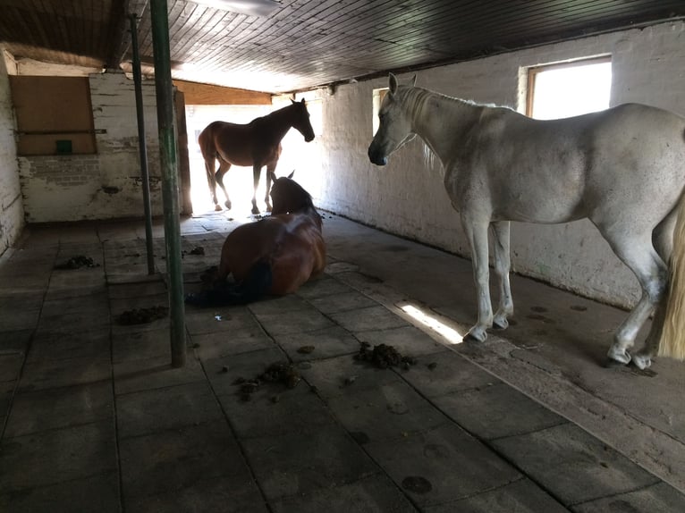 Open stable space available for a friendly gelding