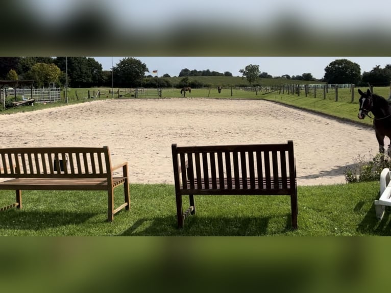 Open stable space available for a gelding immediately.