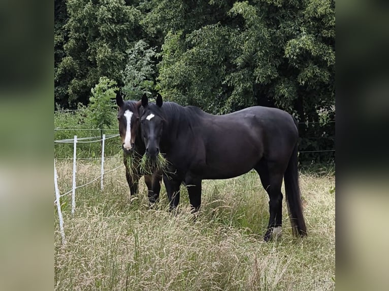 Open stable space available for a gelding immediately.