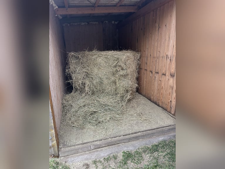 Open stable space available for allergy sufferers – gelding free