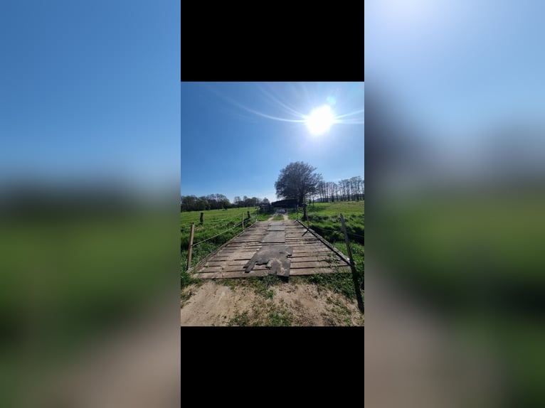 Open stable space available for an older horse