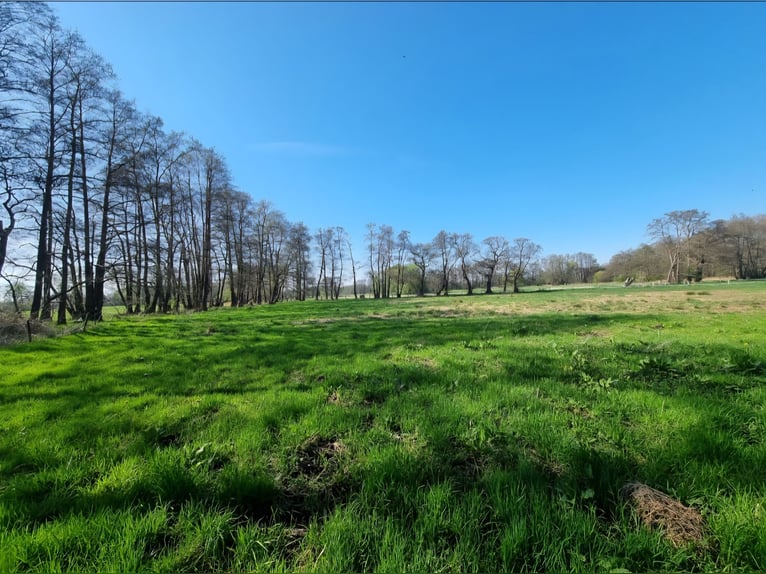 Open stable space available for an older horse