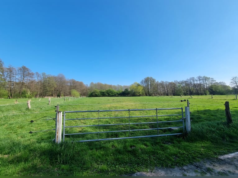 Open stable space available for an older horse