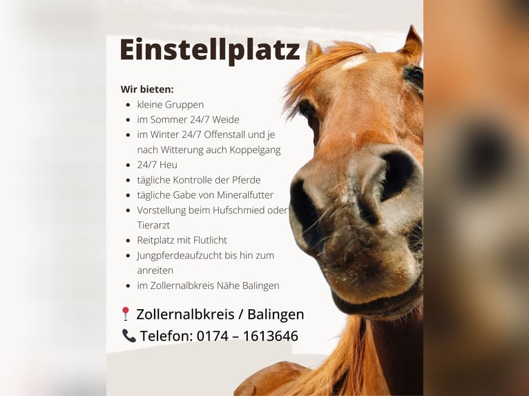 Open stable space available for gelding and mare