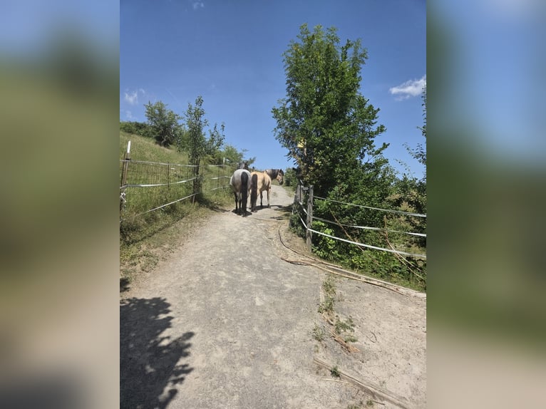 Open stable space available for gelding