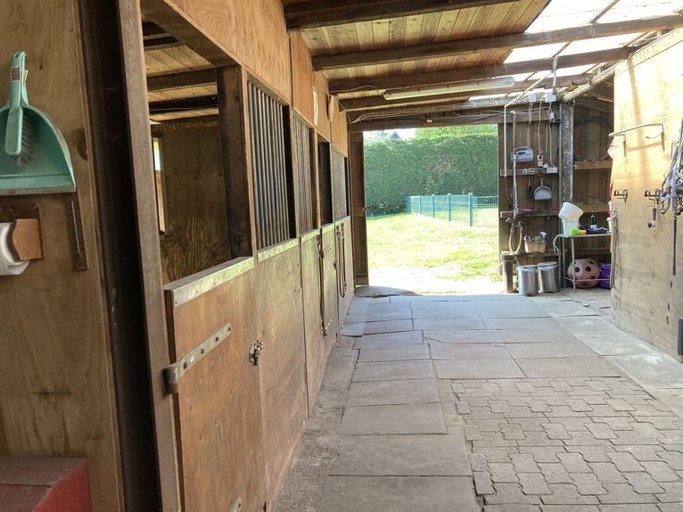 Open stable space available in the Horse Paradise in 46282