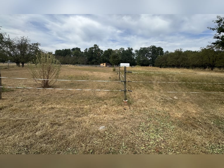 Open stable space available – Self-care open stable