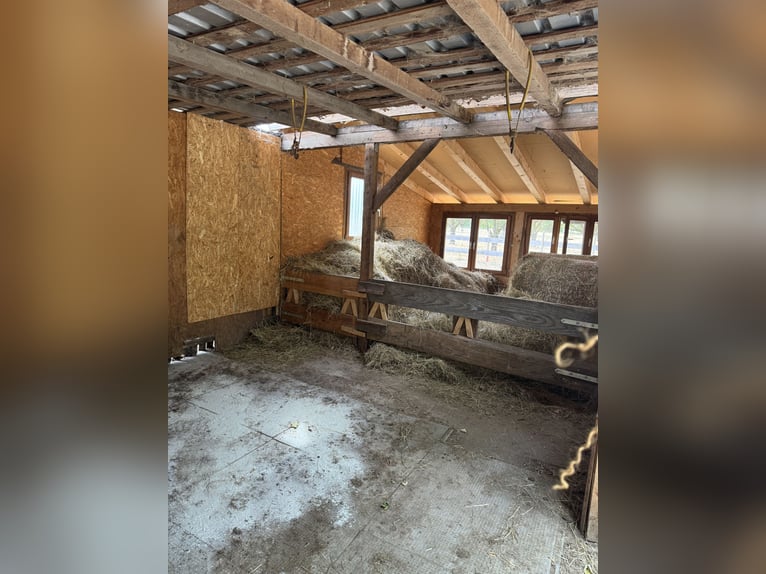 Open stable space available – Self-care open stable