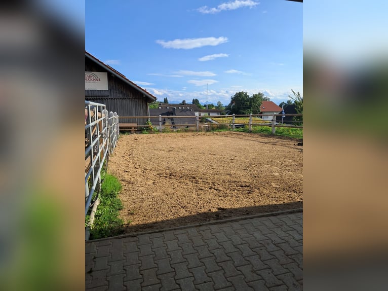 Open stable space available, suitable for broodmares