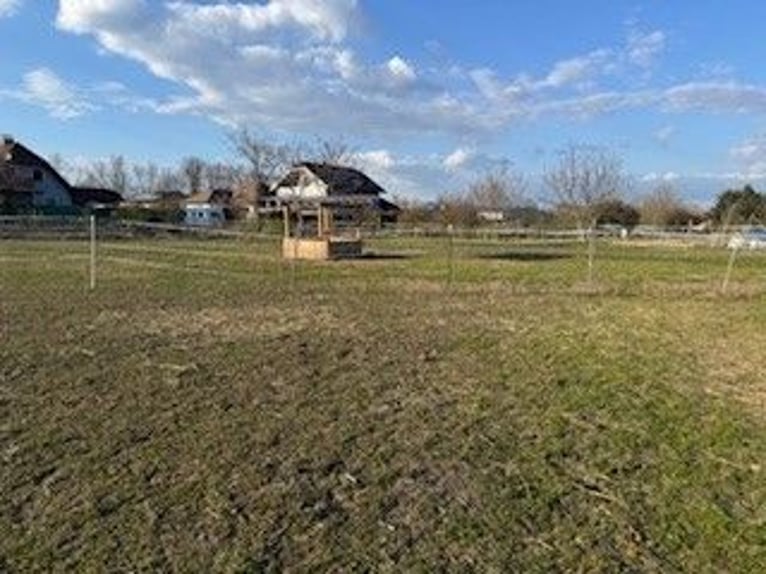 Open stable space for a large horse or pony – natural and hassle-free