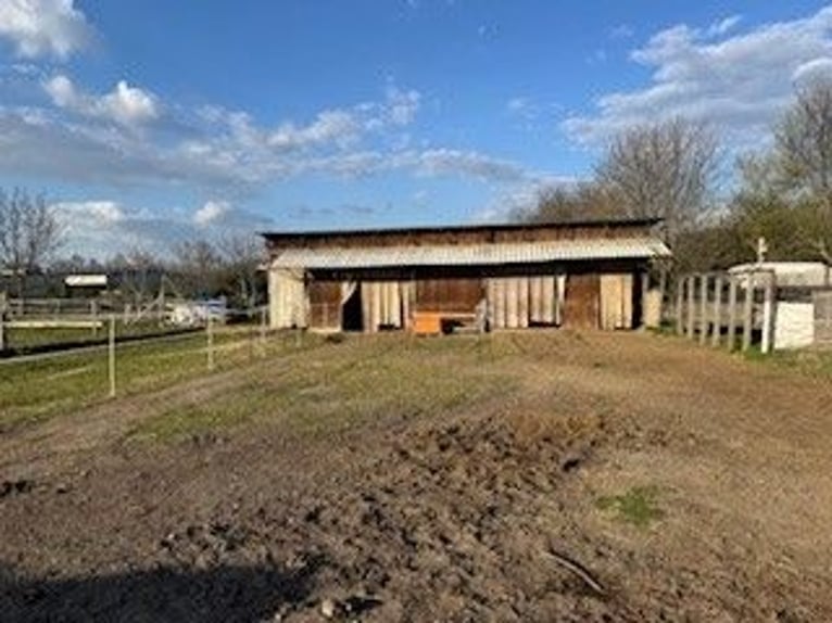 Open stable space for a large horse or pony – natural and hassle-free