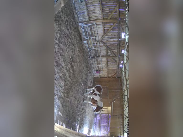 Open stable space for a large horse or pony – natural and hassle-free