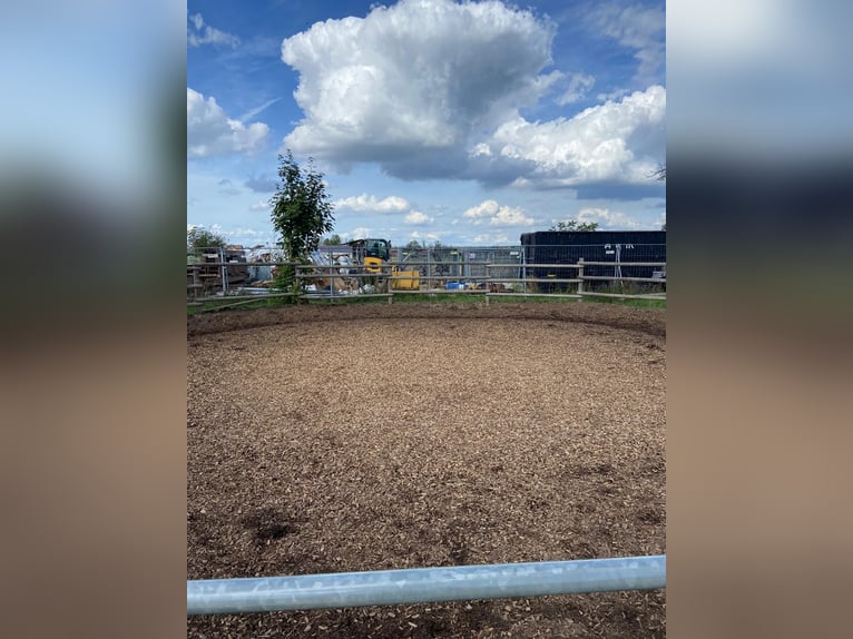 Open-stable space for an Icelandic mare or pony up to approx. 1.35 m.