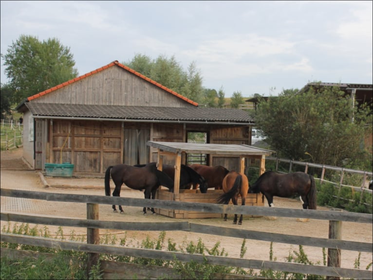 Open stable space or paddock boxes with full board available.