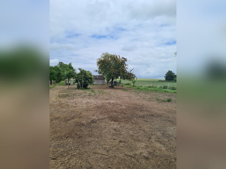 Open stable space with full board and pasture, 1 to 2 spots available