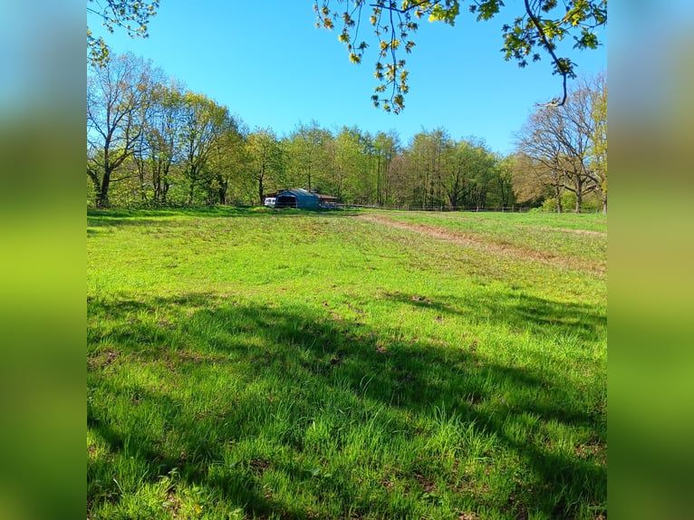Open stable spaces for Icelandic horses or ponies up to 148 cm in height available in Appen-Etz