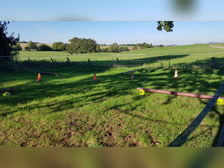 Open stable suitable for allergy sufferers and asthmatics