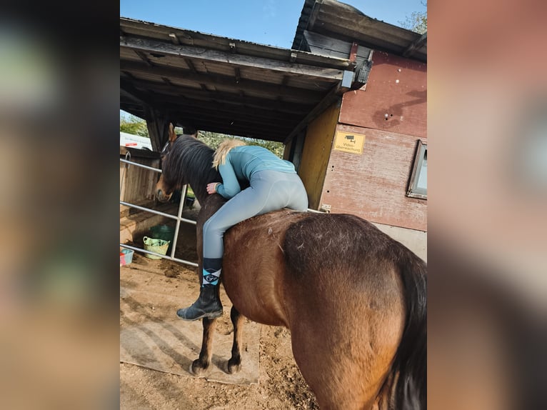 Open stable with 1 to 2 spots available