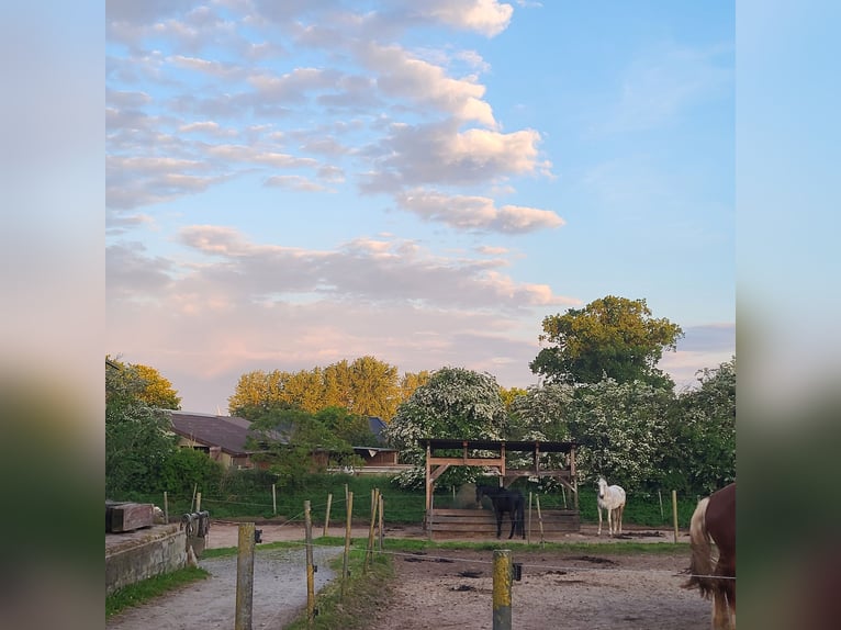 Open stable with box stalls for rent