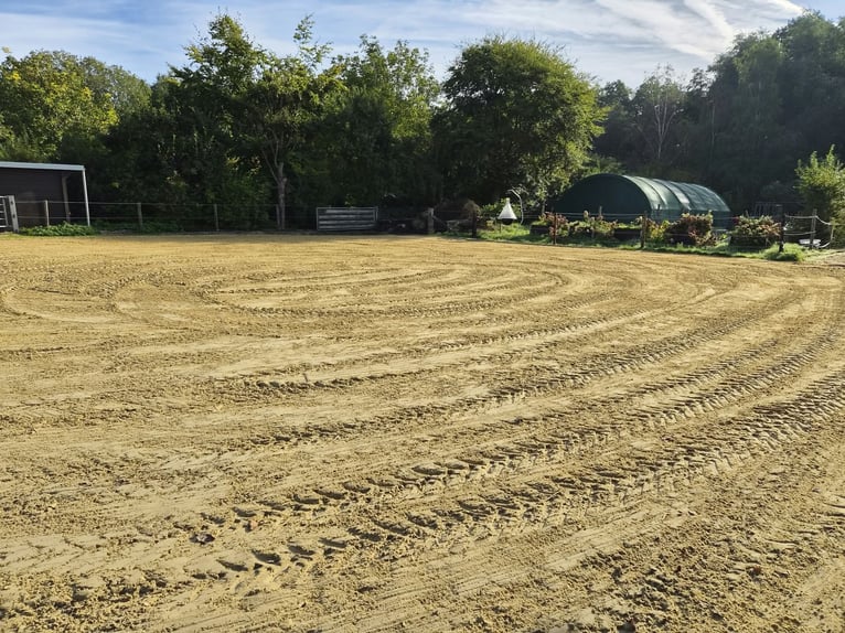 Open stable/paddock trail in Niederkrüchten-Elmpt – 4 spaces available
