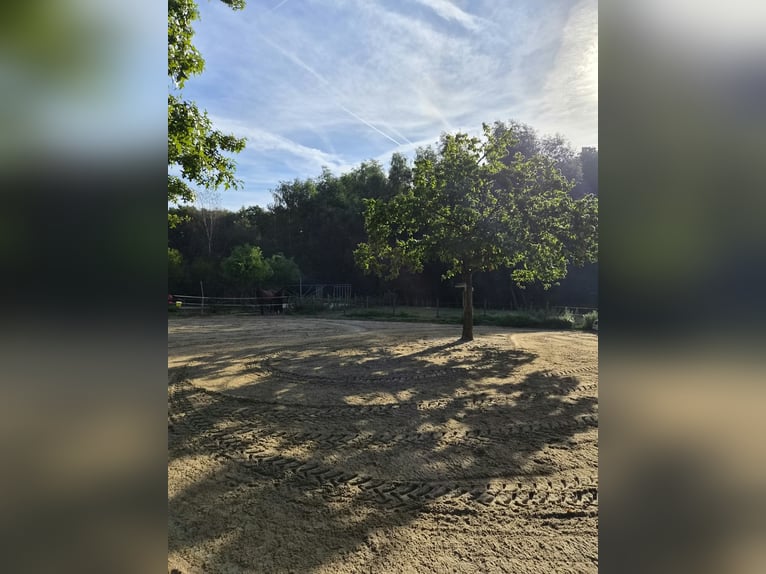 Open stable/paddock trail in Niederkrüchten-Elmpt – 4 spaces available