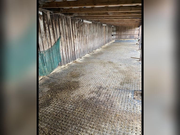 Open stable/stall, retired horse, summer/winter pasture, full board