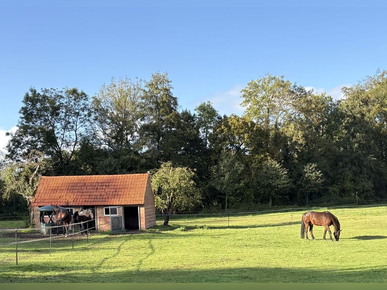 Open-stabling space with 5-star care