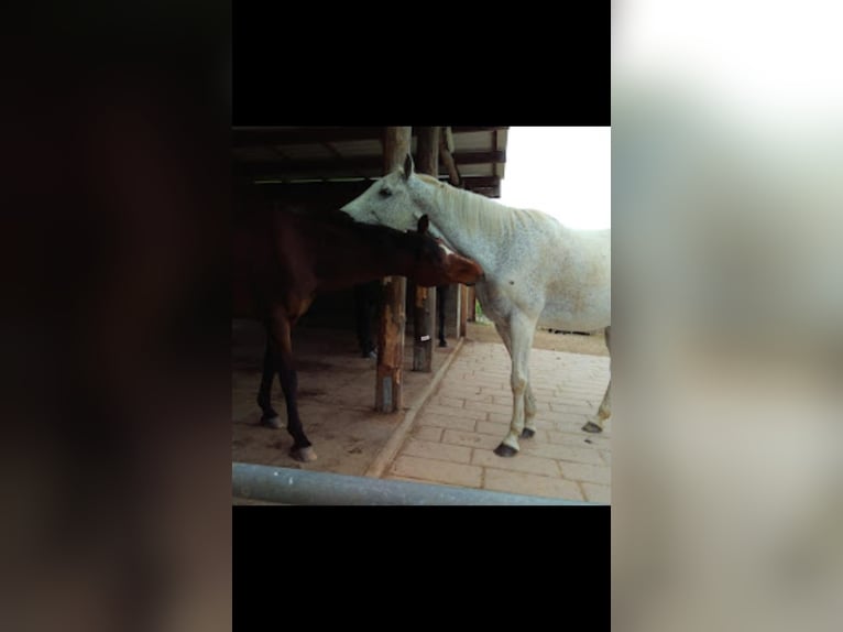 Paddock and trail herd management