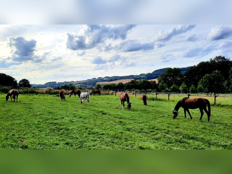 Paddock and trail herd management