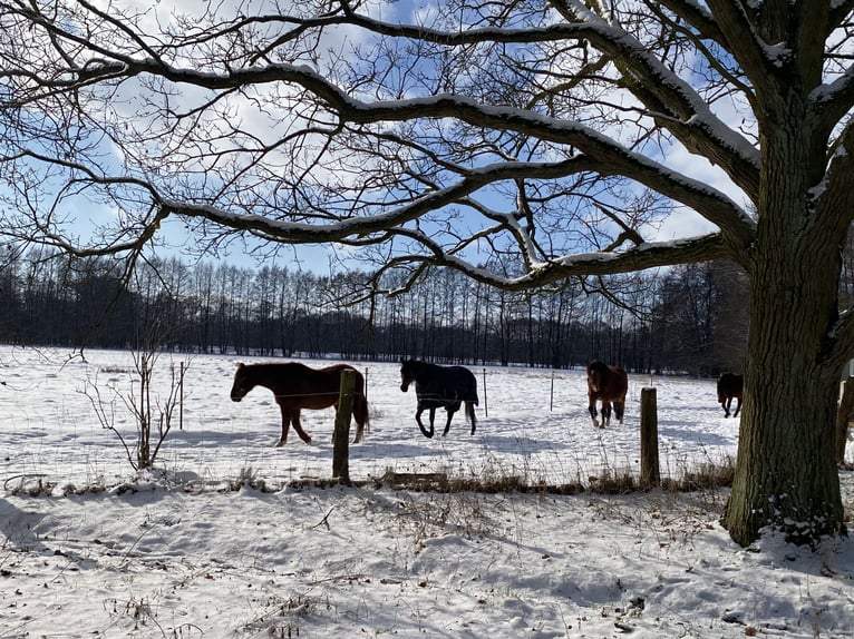 Paddock Trail near Putlitz