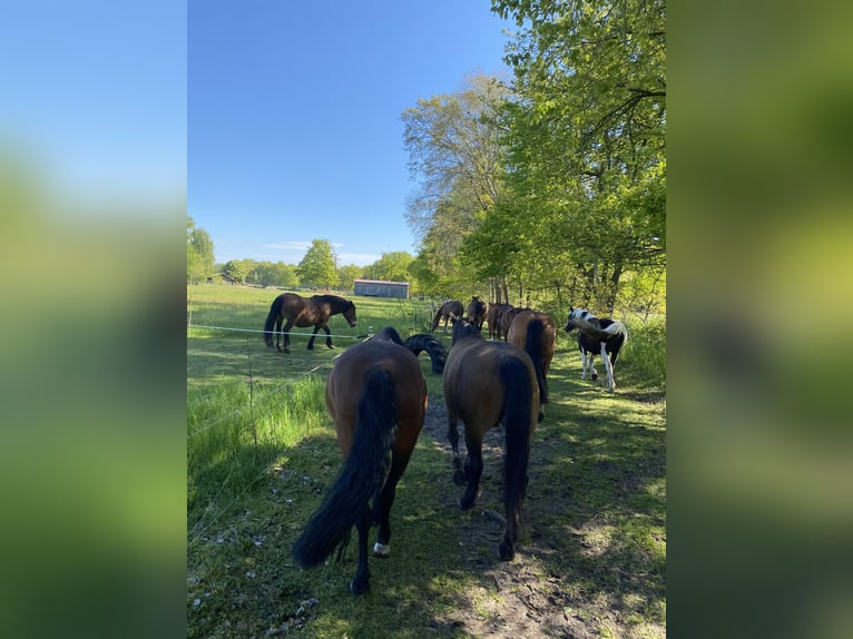 Paddock Trail near Putlitz