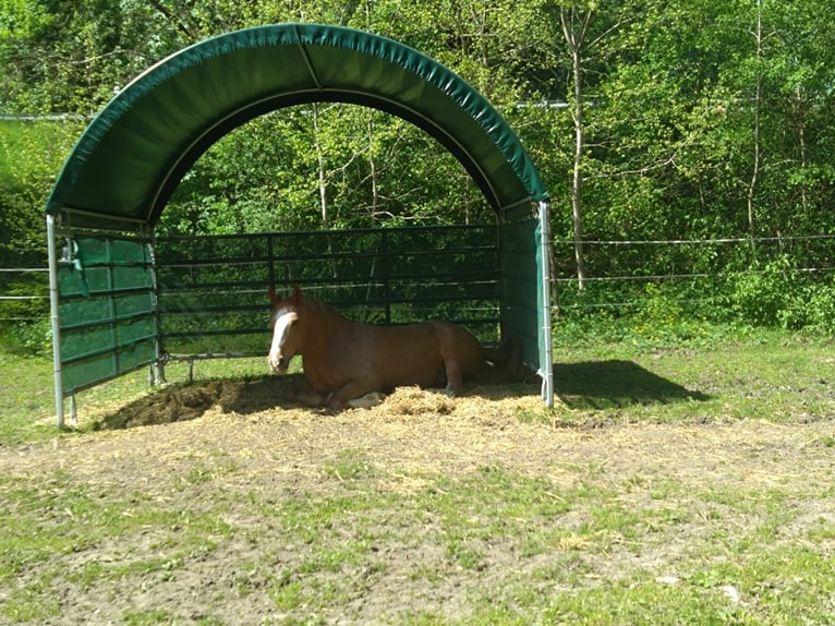 Pasture Access, Paddock, Box, and Riding Partner Opportunity