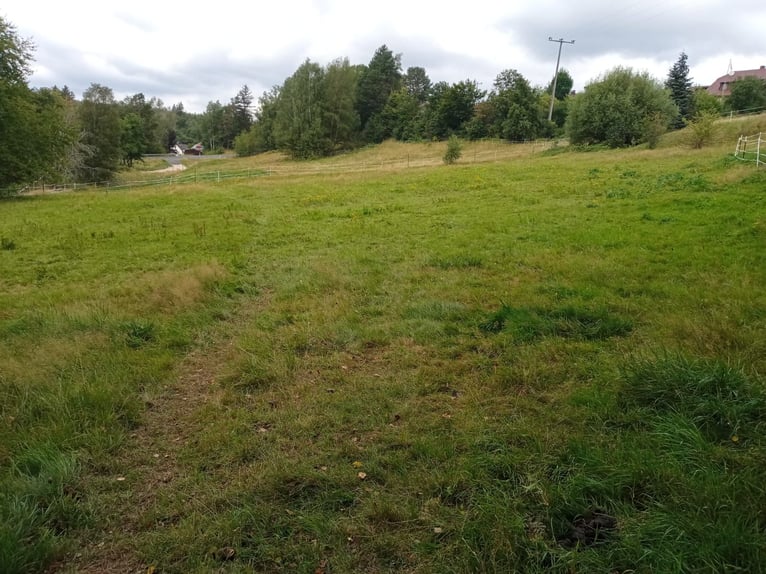 Pasture Access, Paddock, Box, and Riding Partner Opportunity