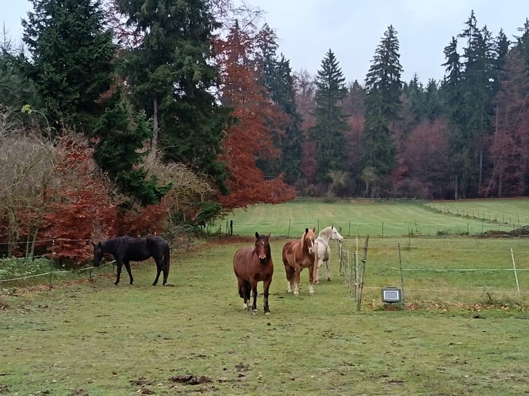 Pasture and Paddock Trail in Hadorf is looking for a mare, light-fleshed.