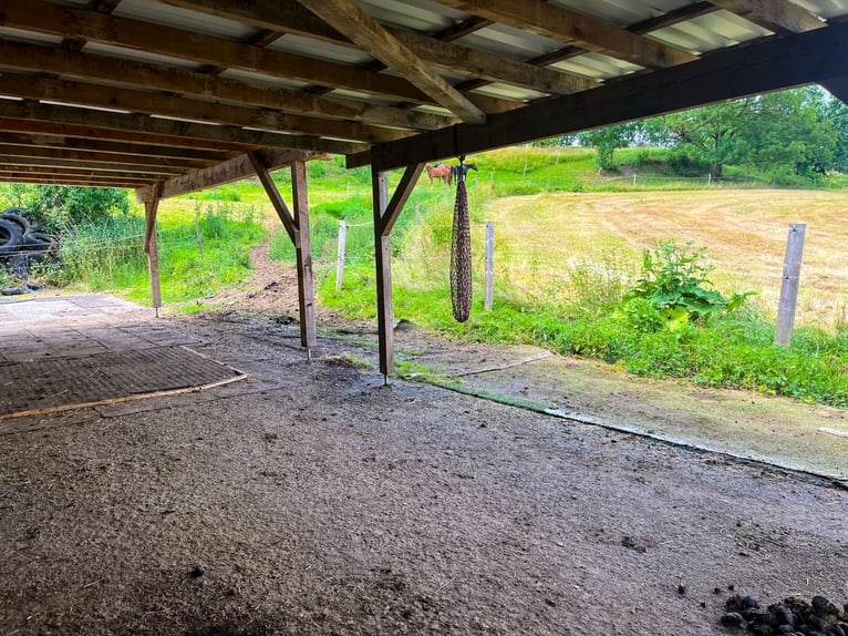 Pasture available for 3-4 horses