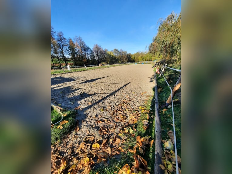 Pasture available for 3-4 horses