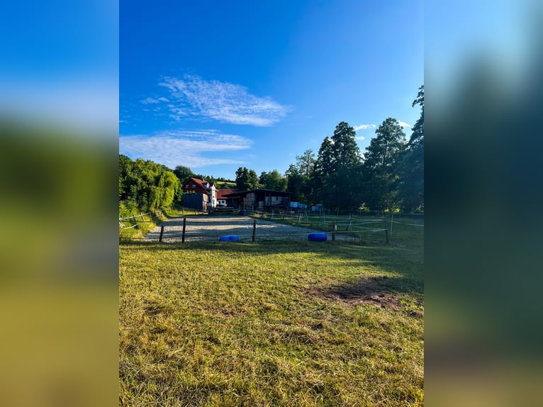 Pasture available for 3-4 horses