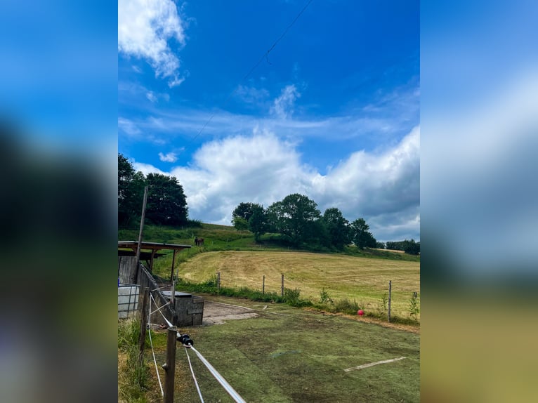 Pasture available for 3-4 horses