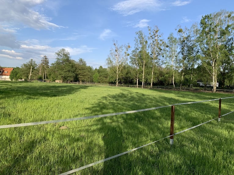 Pasture board available for mares and geldings in Bernau