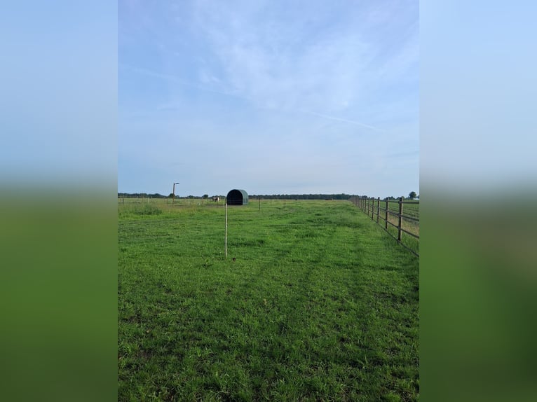 Pasture board in Neustadt/OT Scharrel, 31535, with a gelding as a paddock mate