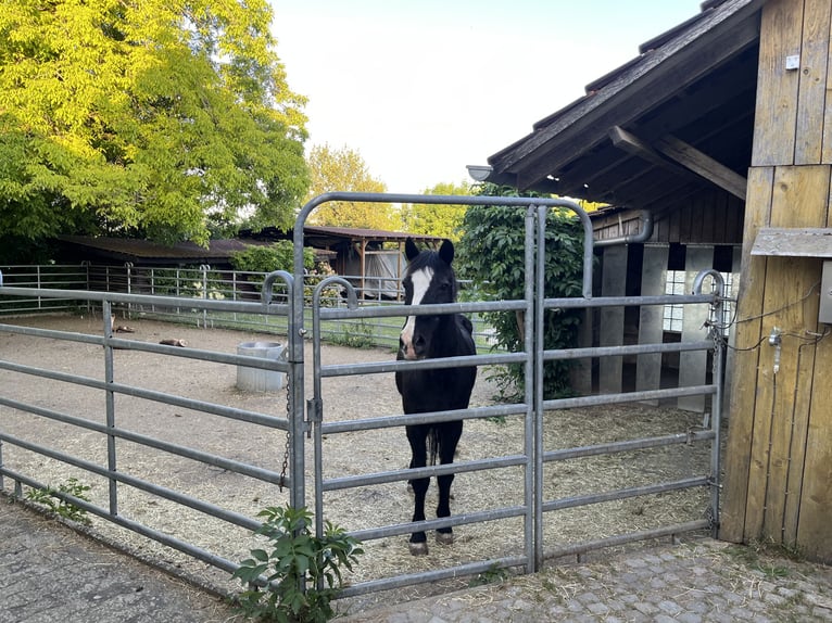 Pasture boarding for one horse