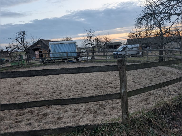 Pasture Boarding in Hollenstedt