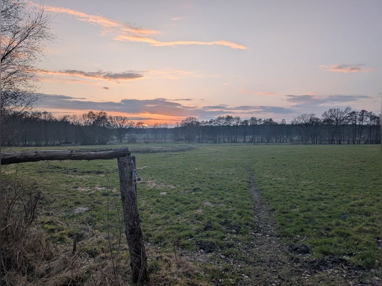 Pasture Boarding in Hollenstedt