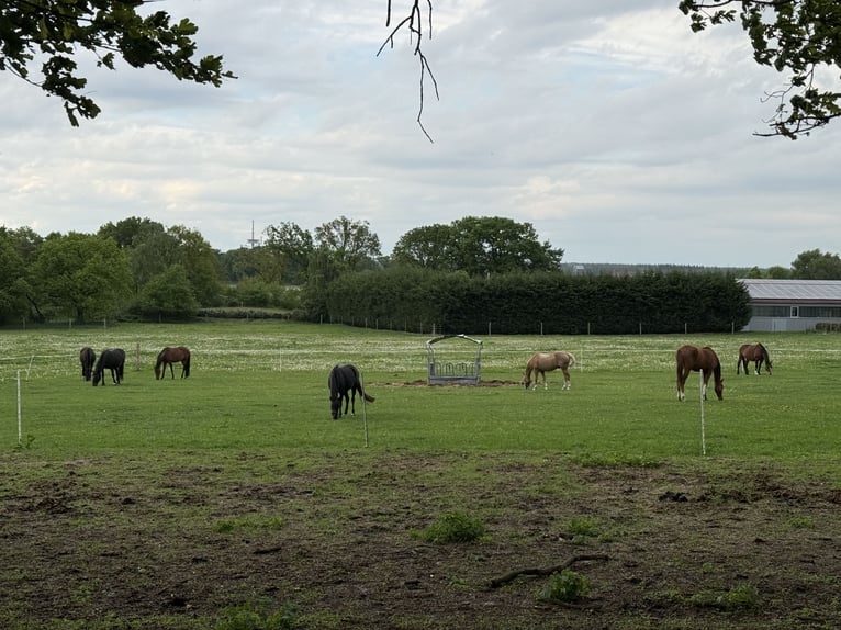 Pasture box for 1-2 mares