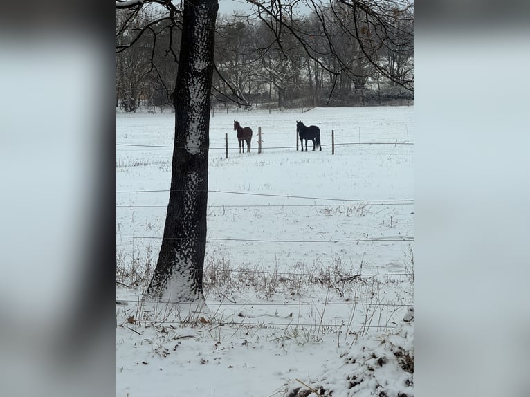 Pasture box for 1-2 mares