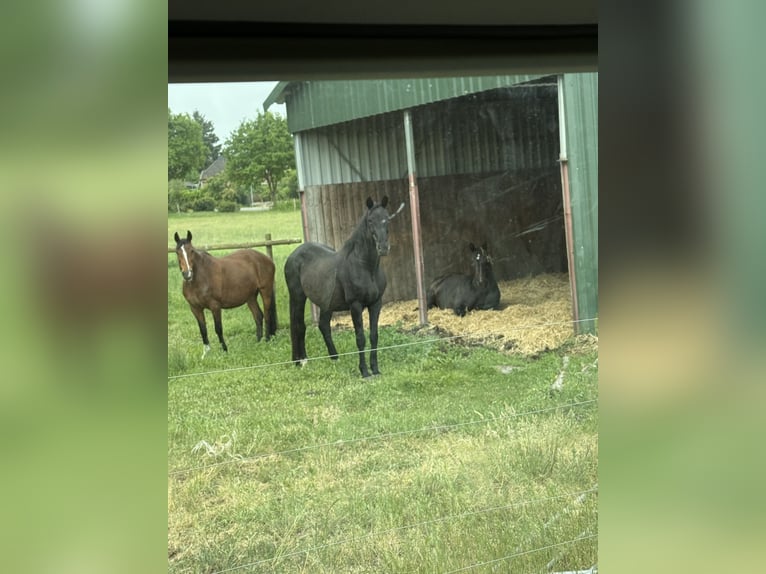 Pasture box for 1-2 mares