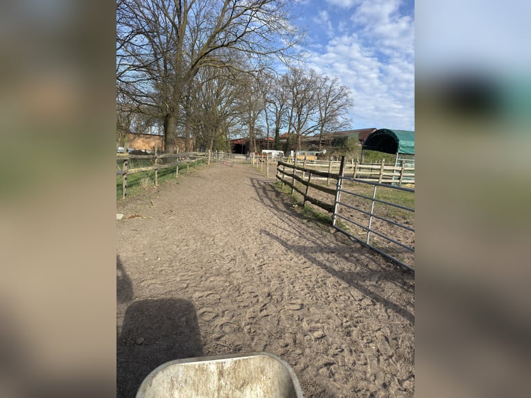 Pasture box for 1-2 mares