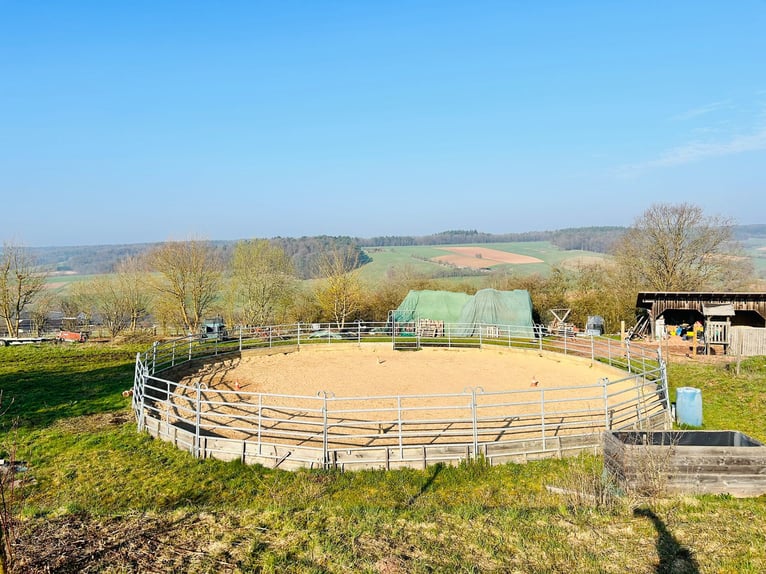 Pasture box stall available
